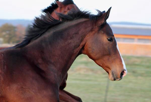 Galileo von Exclusiv - Maestro - Kostolany - Karon, Foto: Dietmar Habert