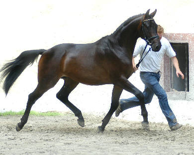 Dolcetto, Trakehner Hengst v. Summertime - Consul, im August 2006