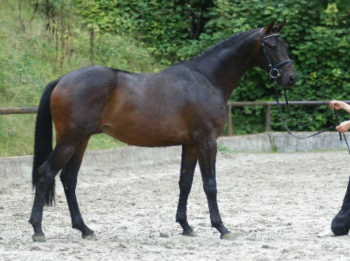 Dolaretto v. Summertime - Consul