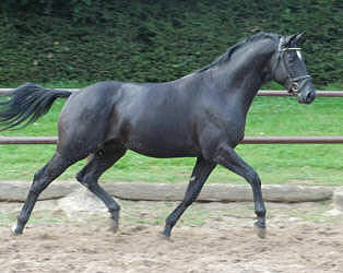 Donaugraf - Trakehner Hengst v. Kostolany - Pernambuco