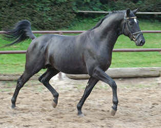 Donaugraf - Trakehner Hengst v. Kostolany - Pernambuco