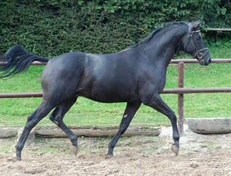 Donaugraf - Trakehner Hengst v. Kostolany - Pernambuco