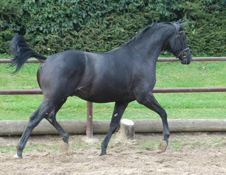 Donaugraf - Trakehner Hengst v. Kostolany - Pernambuco