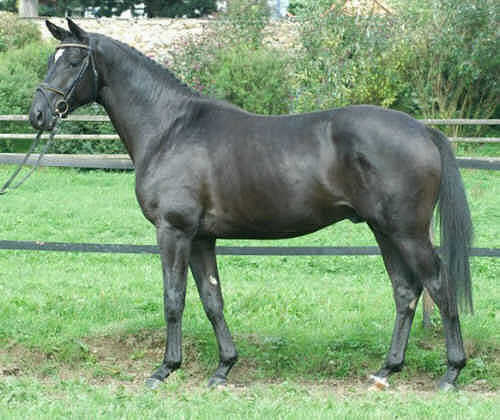 Donaugraf - Trakehner Hengst v. Kostolany - Pernambuco