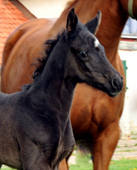 Trakehner Hengstfohlen von Oliver Twist x Symont