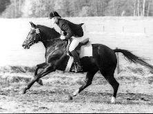 Enrico Caruso in der Hengstleistungsprüfung