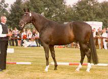 Enrico Caruso - Premium sire of the 1st National Sire Show