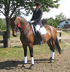 Trakehner Prmienstute v. Freudenfest - Guter Stern (im Mai 2009)