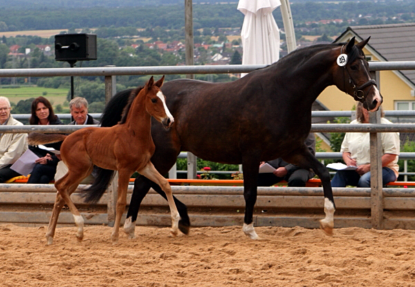 Trakehner Hengstfohlen von High Motion u.d. Pr.St. Unforgattable v. Prince Patmos - Herzkristall , Foto: Ellen Hnoch - Trakehner Gestt Hmelschenburg