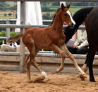 Hengstfohlen von High Motion u.d. Pr.St. Unforgettable v. Prince Patmos - Foto: Dietmar Habert