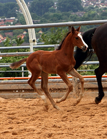 Trakehner Hengstfohlen von High Motion u.d. Pr.St. Unforgattable v. Prince Patmos - Herzkristall , Foto: Ellen Hnoch - Trakehner Gestt Hmelschenburg