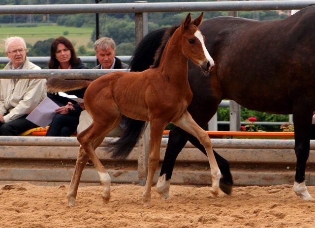 Trakehner Hengstfohlen von High Motion u.d. Pr.St. Unforgattable v. Prince Patmos - Herzkristall , Foto: Ellen Hnoch - Trakehner Gestt Hmelschenburg