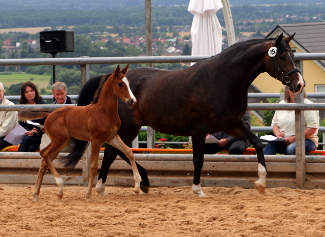 Trakehner Hengstfohlen von High Motion u.d. Pr.St. Unforgattable v. Prince Patmos - Herzkristall , Foto: Ellen Hnoch - Trakehner Gestt Hmelschenburg