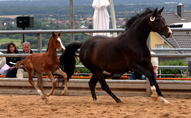 Trakehner Hengstfohlen von High Motion u.d. Pr.St. Unforgattable v. Prince Patmos - Herzkristall , Foto: Ellen Hnoch - Trakehner Gestt Hmelschenburg