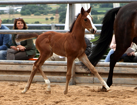 Trakehner Hengstfohlen von High Motion u.d. Pr.St. Unforgattable v. Prince Patmos - Herzkristall , Foto: Ellen Hnoch - Trakehner Gestt Hmelschenburg