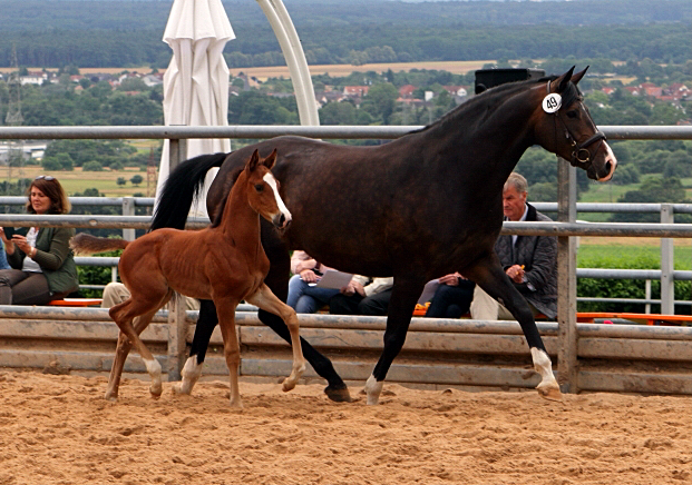 Trakehner Hengstfohlen von High Motion u.d. Pr.St. Unforgattable v. Prince Patmos - Herzkristall , Foto: Ellen Hnoch - Trakehner Gestt Hmelschenburg