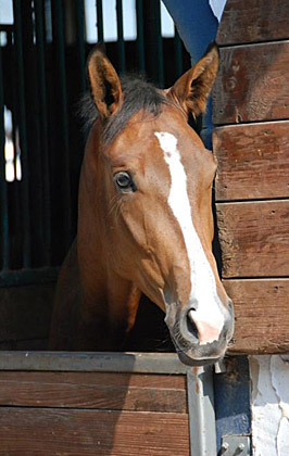 Galileo von Exclusiv - Maestro - Kostolany - Karon, Foto: Ellen Hnoch