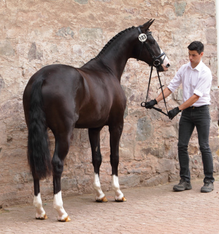 Greenwich Park - 2jhriger Hengst von Saint Cyr x Alter Fritz x Kostolany - Foto: Ellen Habert