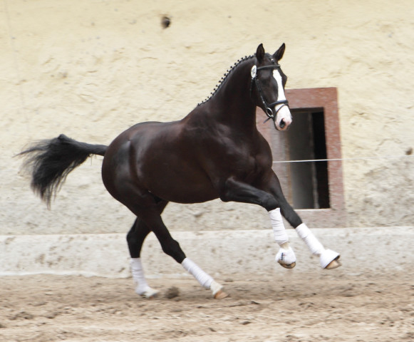 Greenwich Park - 2jhriger Hengst von Saint Cyr x Alter Fritz x Kostolany - Foto: Ellen Habert