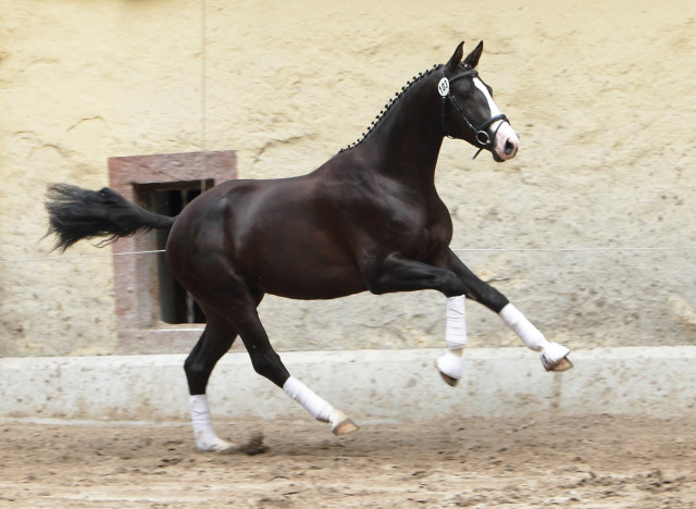 Greenwich Park - 2jhriger Hengst von Saint Cyr x Alter Fritz x Kostolany - Foto: Ellen Habert