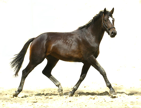 Trakehner Hengst von Summertime u.d. Einsknigin von Trocadero - Zweijhrig im Trakehner Gestt Hmelschenburg