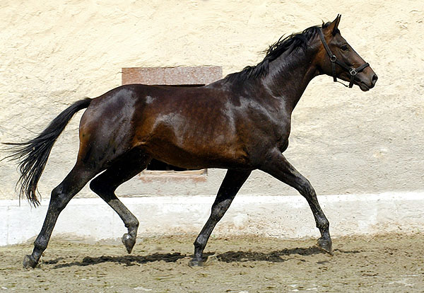 Trakehner Hengst von Summertime u.d. Einsknigin von Trocadero - als 2-jhrig im Trakehner Gestt Hmelschenburg