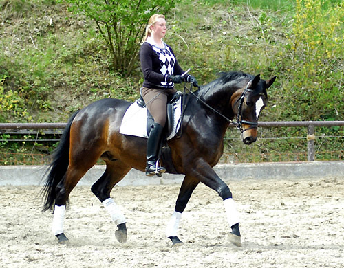 Eisknig von Summertime-Trocadero - Anfang Mai 2010 - Foto: Beate Langels,Trakehner Gestt Hmelschenburg