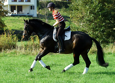 Trakehner Wallach Eisknig von Summertime u.d. Eisknigin v. Trocadero