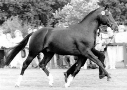 S-dressage winner Enrico Caruso