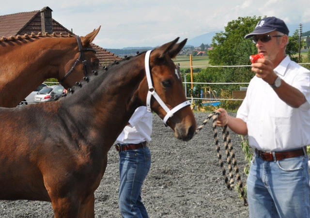 Hengstfohlen von Saint Cyr x Benz, Foto: Peter Schumpf