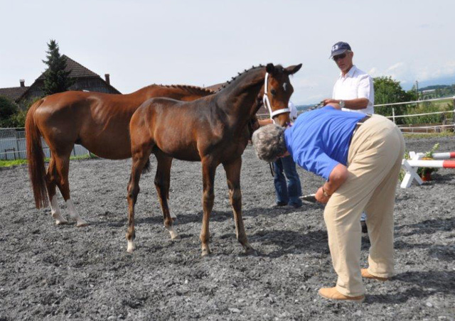 Hengstfohlen von Saint Cyr x Benz, Foto: Peter Schumpf