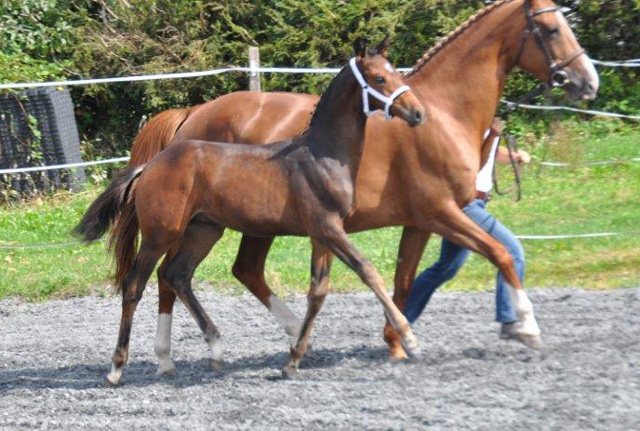 Hengstfohlen von Saint Cyr x Benz, Foto: Peter Schumpf
