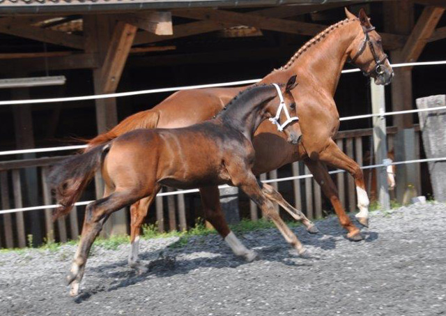 Hengstfohlen von Saint Cyr x Benz, Foto: Peter Schumpf