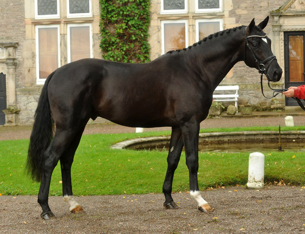 Zweijhriger Hengst von Alter Fritz x Kostolany im August 2011 - Foto: Beate Langels - Trakehner Gestt Hmelschenburg