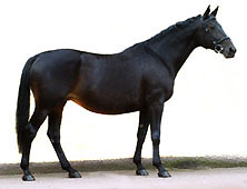 Elitestute Vicenza v. Showmaster u.d. StPrSt. Violet v. Honeur