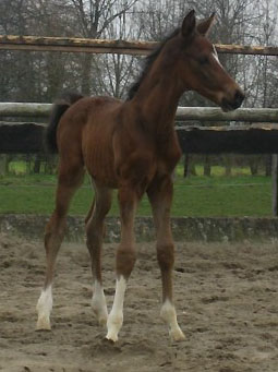 Hengstfohlen von Exclusiv u.d. Marissa von Kostolany, Foto: Pia Schwartz