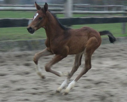 Hengstfohlen von Exclusiv u.d. Marissa von Kostolany, Foto: Pia Schwarz