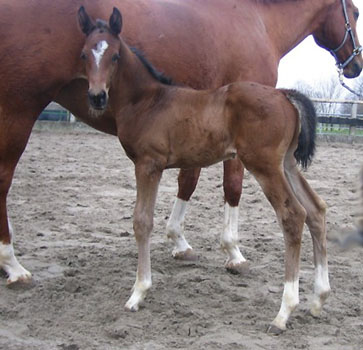 Hengstfohlen von Exclusiv u.d. Marissa von Kostolany, Foto: Pia Schwartz