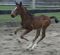 Hengstfohlen von Exclusiv - Kostolany - Impressionist, Fotos: Pia Schwarz