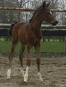 Hengstfohlen von Exclusiv u.d. Marissa v. Kostolany