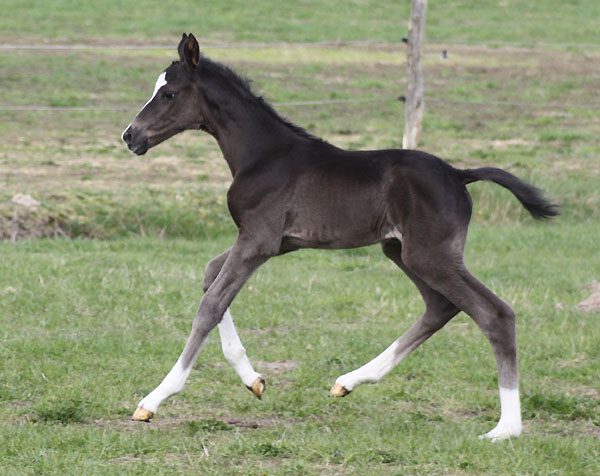 Trakehner Stutfohlen von Exclusiv u.d. Herzsopran v. Hohenstein - Radom, Zchterin: Julia Krhe