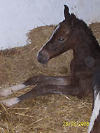 noch nicht ganz trocken hinter den Ohren: Hengstfohlen von Exclusiv u.d. Gwendolyn v. Maestro, Zchter: Ellen Hnoch