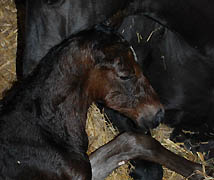 Hengstfohlen von Exclusiv u.d. Elitestute Sacre Noir v. Kostolany, Foto: Sabine Langels
