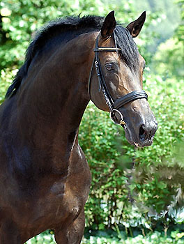 Exclusiv by Starway - Trakehner Gestt Hmelschenburg - Beate Langels