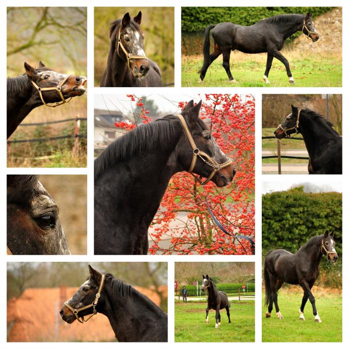 Trakehner Hengst Exclusiv 27jhrig - Trakehner Gestt Hmelschenburg - Beate Langels