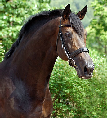 Championatssieger Exclusiv von Starway, Trakehner Gest�t H�melschenburg - Beate Langels