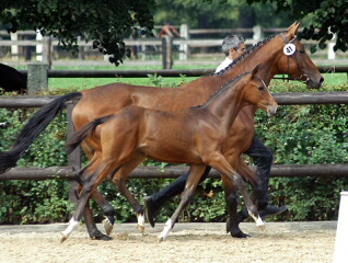 Trakehner Hengstfohlen Timberlane von Exclusiv u.d. Tabea v. Summertime u.d. Elitestute Thirza v. Karon