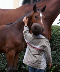 Trakehner Hengstfohlen Timberlane von Exclusiv x Summertime