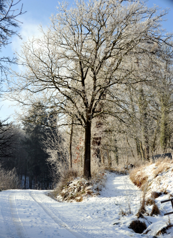 January 2016 in Hmelschenburg  - Fotos Beate Langels- Trakehner Gestt Hmelschenburg