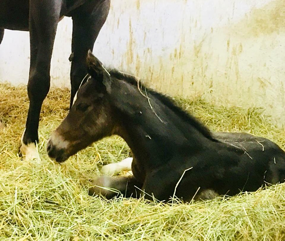 wenige Stunden alt: Hengstfohlen von Saint Cyr u.d. Ma Baronesse v. C'est Bon - Foto: Markus Walter - Gestt Hmelschenburg